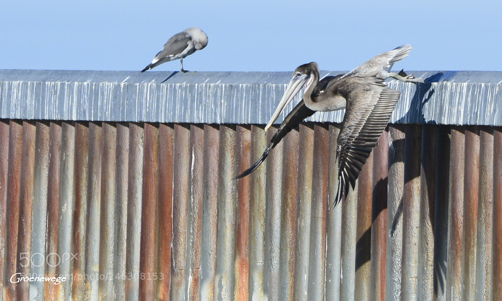 Nikon D7100 sample photo. E photography