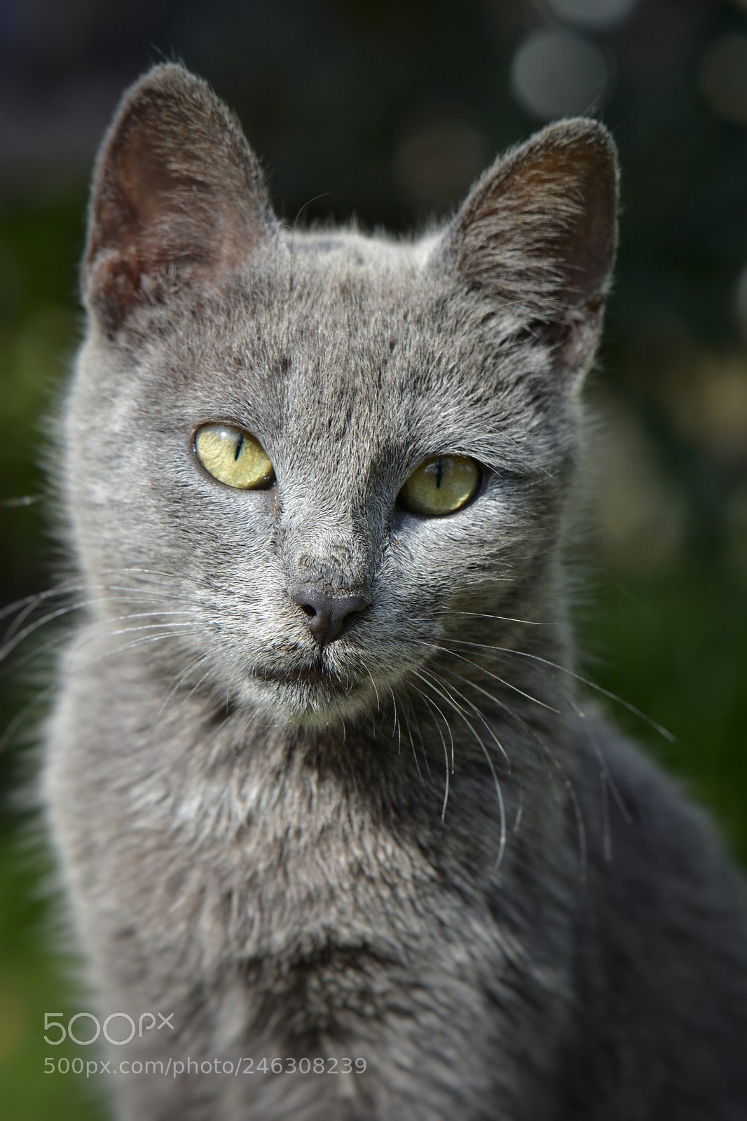 Nikon D7100 sample photo. Portrait photography
