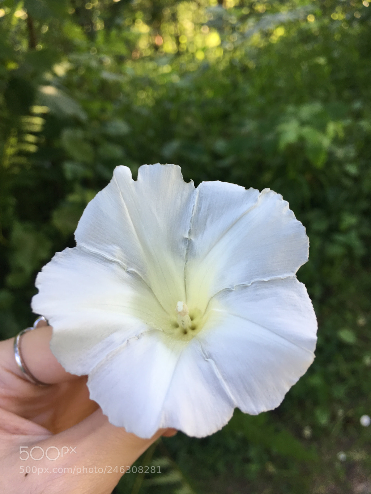 Apple iPhone 6s sample photo. Untitled photography