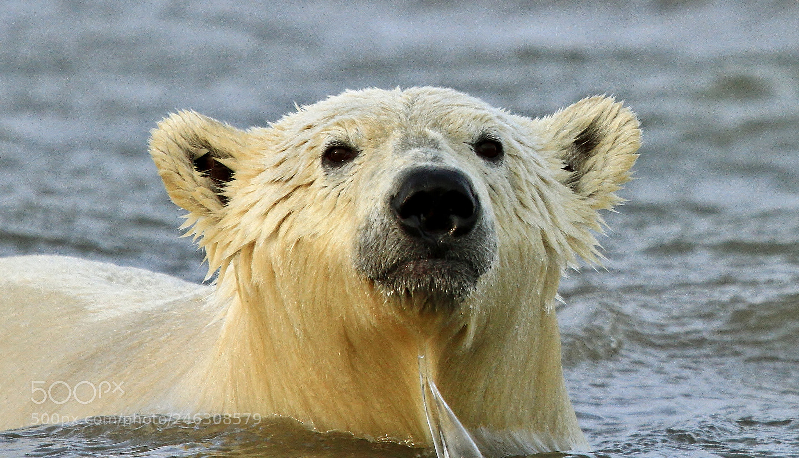 Canon EOS 7D sample photo. Polar bear plunge photography