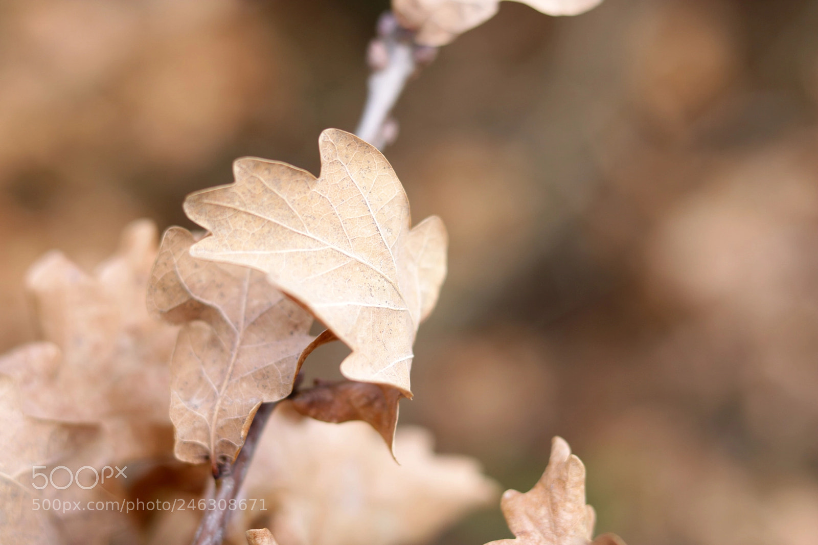 Canon EOS 750D (EOS Rebel T6i / EOS Kiss X8i) + Canon EF 50mm F1.8 STM sample photo. Spring photography