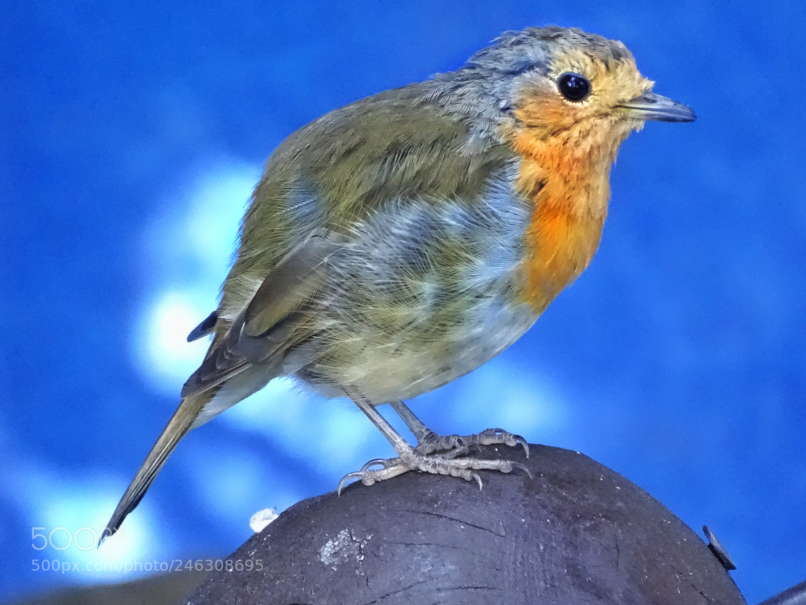 Sony Cyber-shot DSC-HX400V sample photo. Bird photography