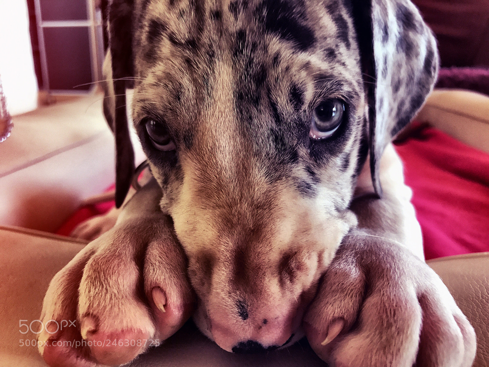 Apple iPhone 7 sample photo. #dog photography