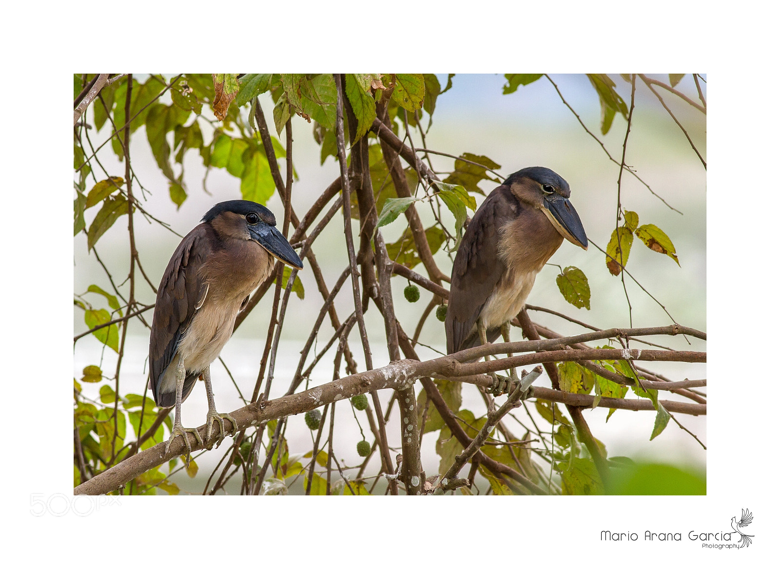 Canon EOS 7D sample photo. Boat-billed heron photography