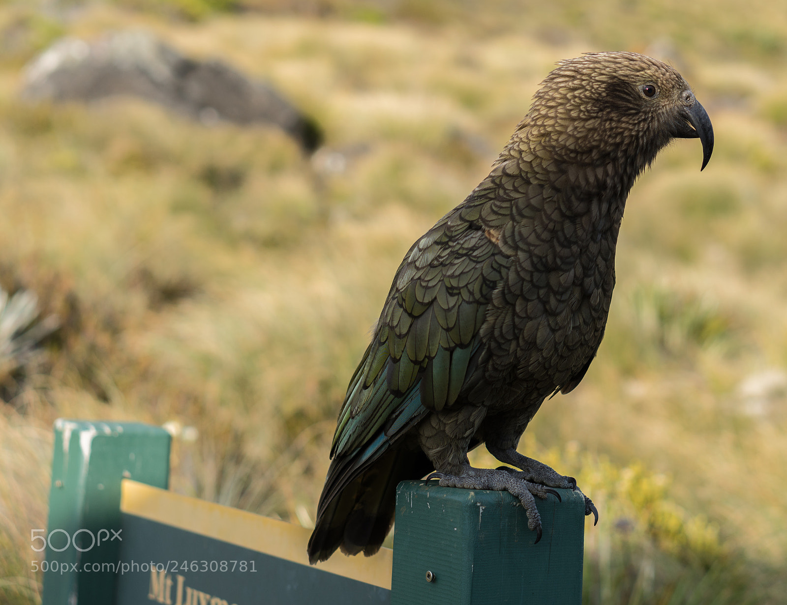 Sony a6300 sample photo. Kea parrot photography