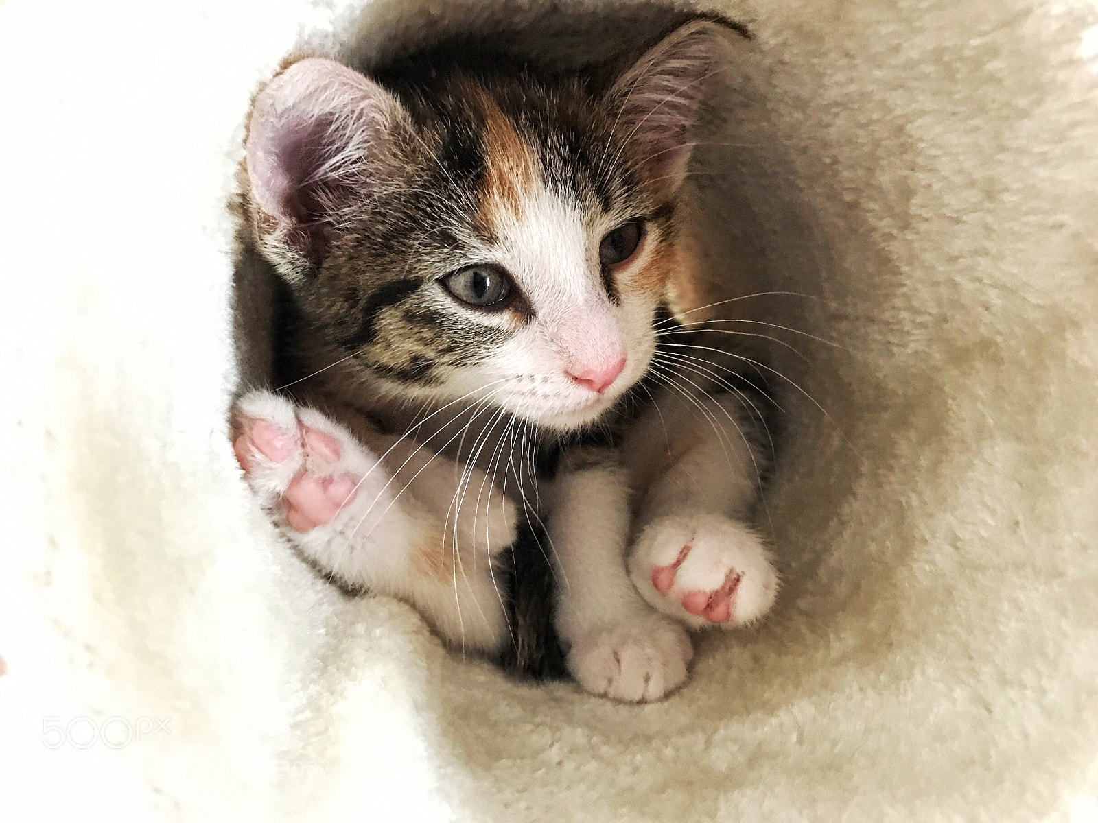 Apple iPhone 7 sample photo. #cat photography