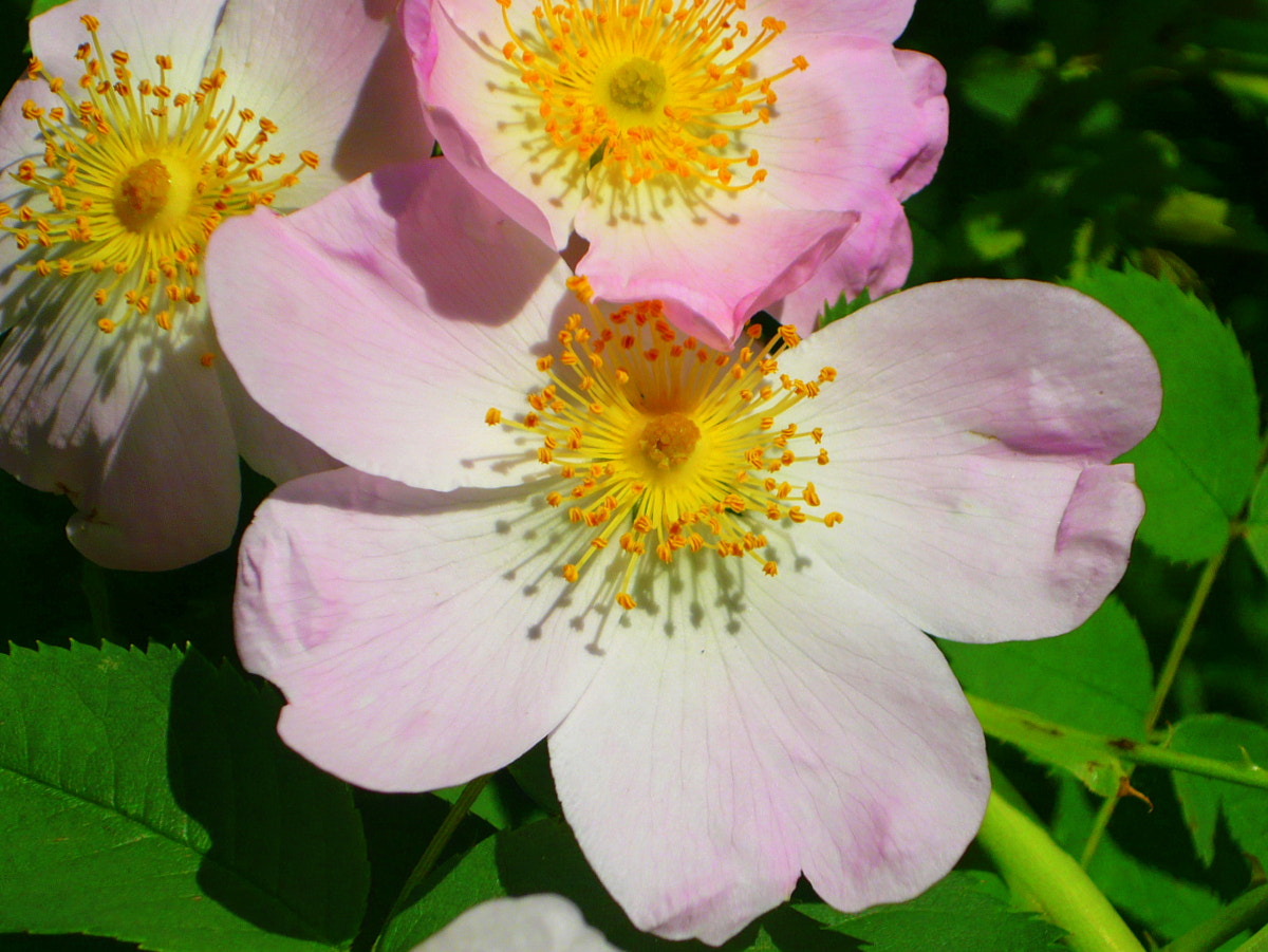 Panasonic Lumix DMC-LS80 sample photo. Pink flowers photography