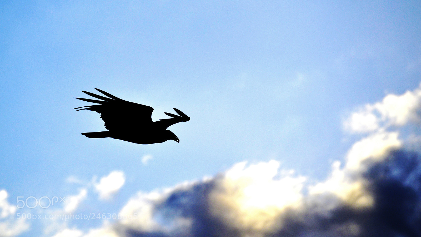 Nikon D3100 sample photo. Eagle photography