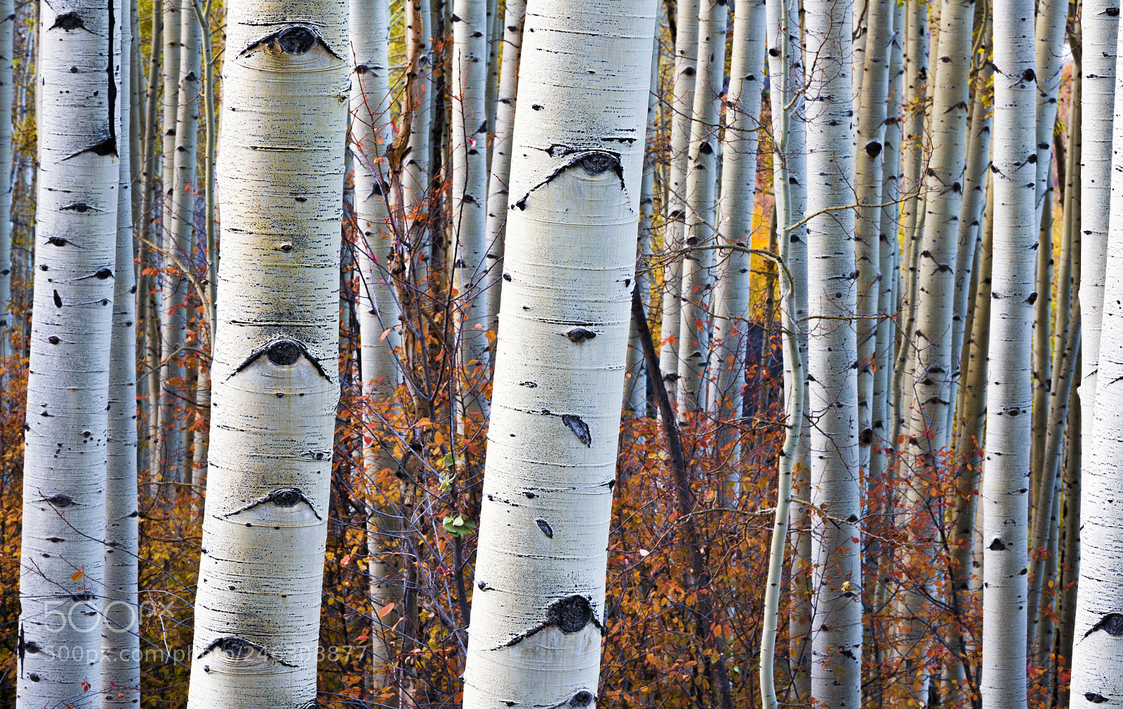 Nikon D800E sample photo. Fall aspen grove dsc photography