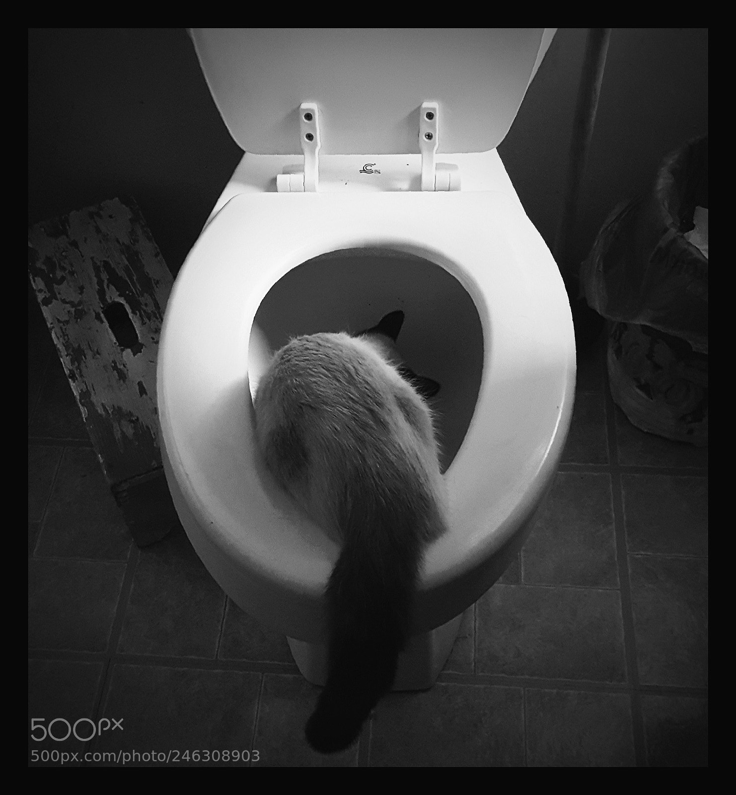 Samsung Galaxy S6 sample photo. Curious kitten in black photography