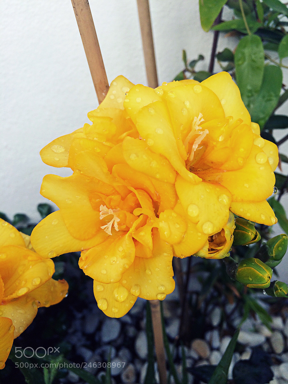 Apple iPhone 5s sample photo. Untitled photography