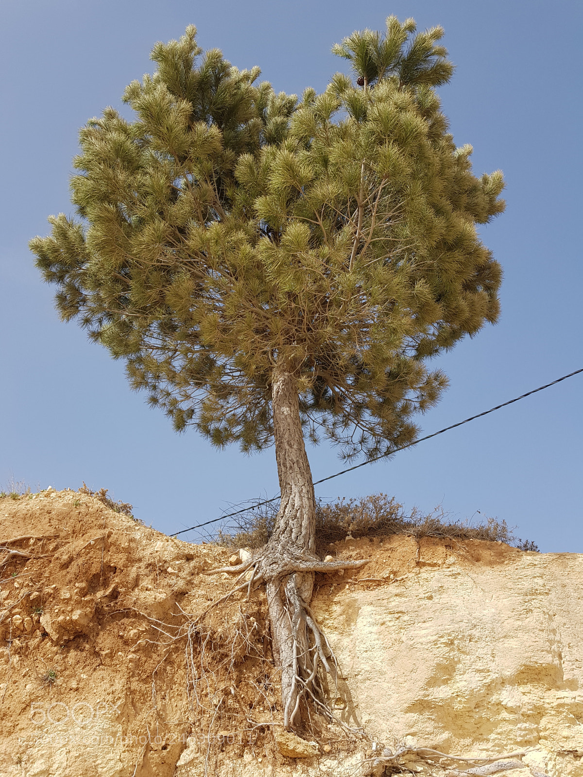 Samsung Galaxy S8+ sample photo. Tree and roots photography