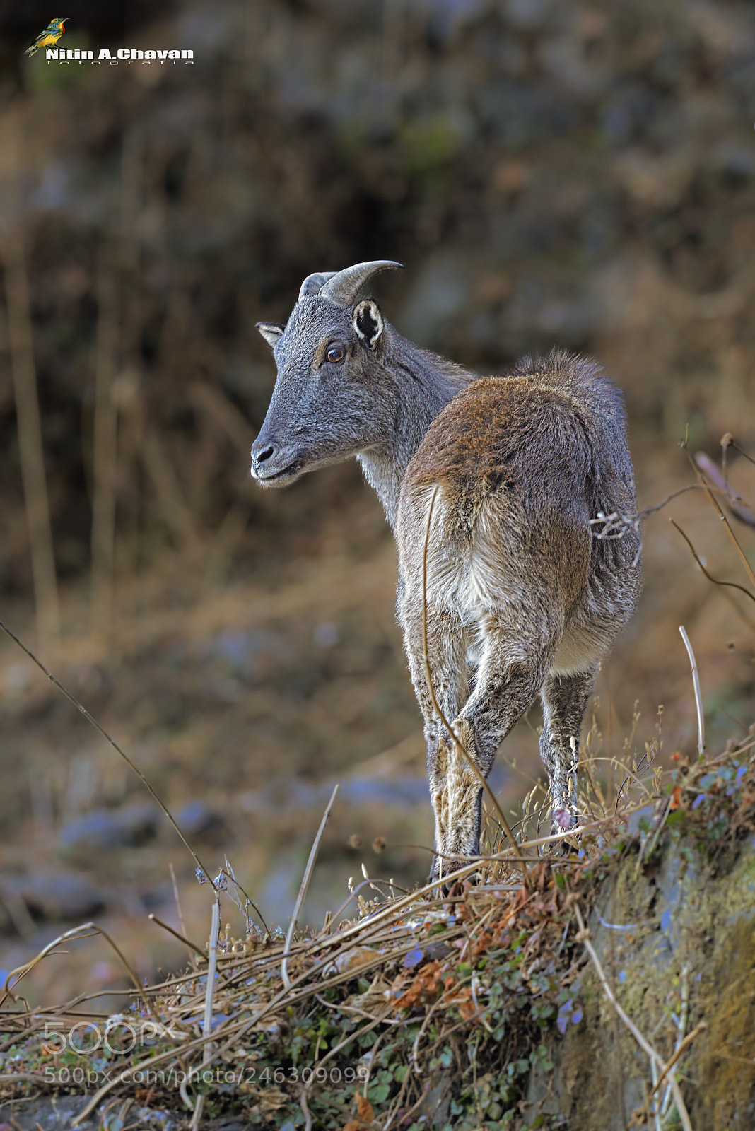 Nikon D810 sample photo. Himalayan tahr (female) photography