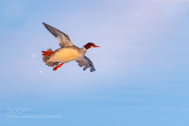 Canon EOS 1200D (EOS Rebel T5 / EOS Kiss X70 / EOS Hi) sample photo. Flight of the merganser photography