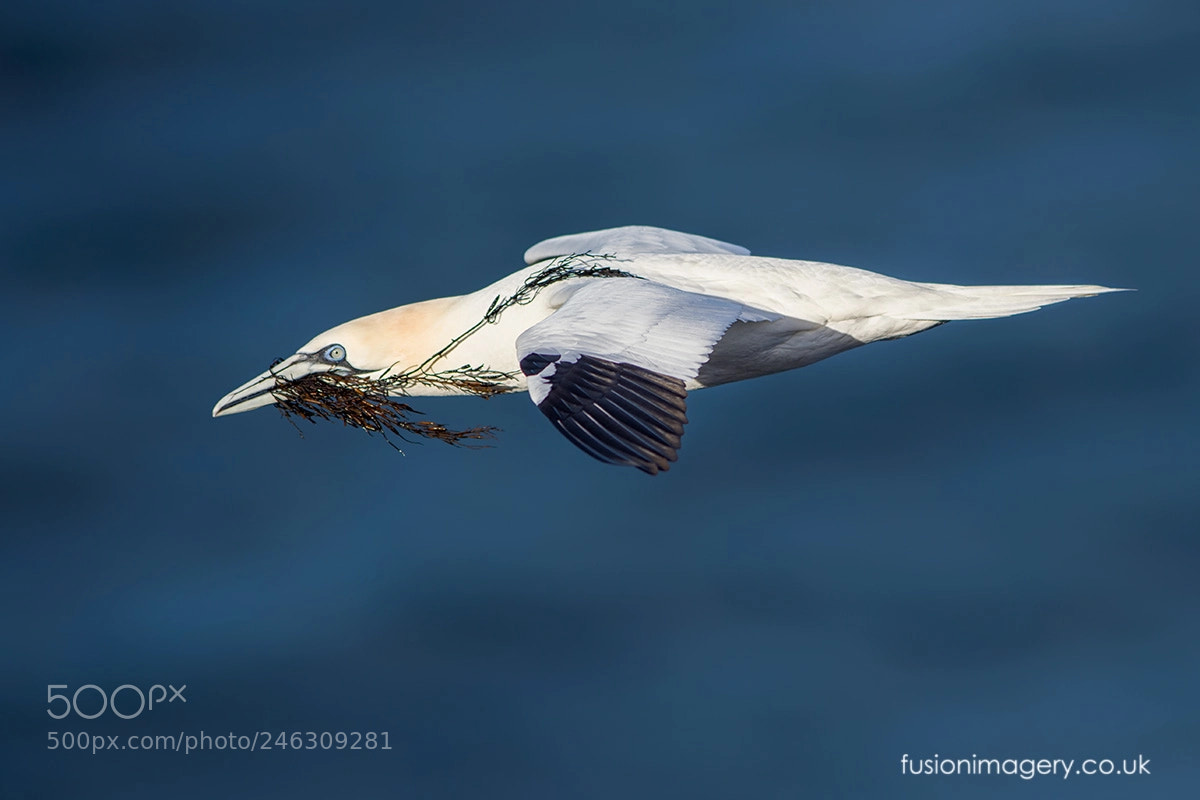 Nikon D850 sample photo. Nesting materials photography