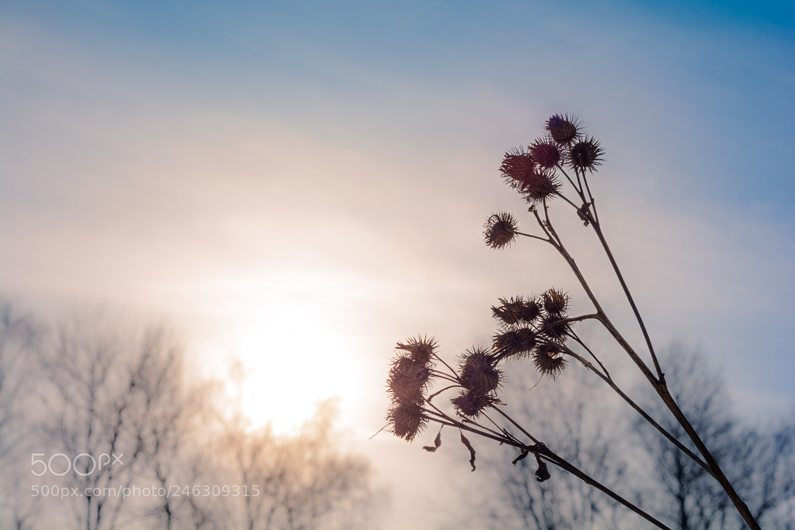 Nikon D7100 sample photo. Dry thorns agrimony against photography