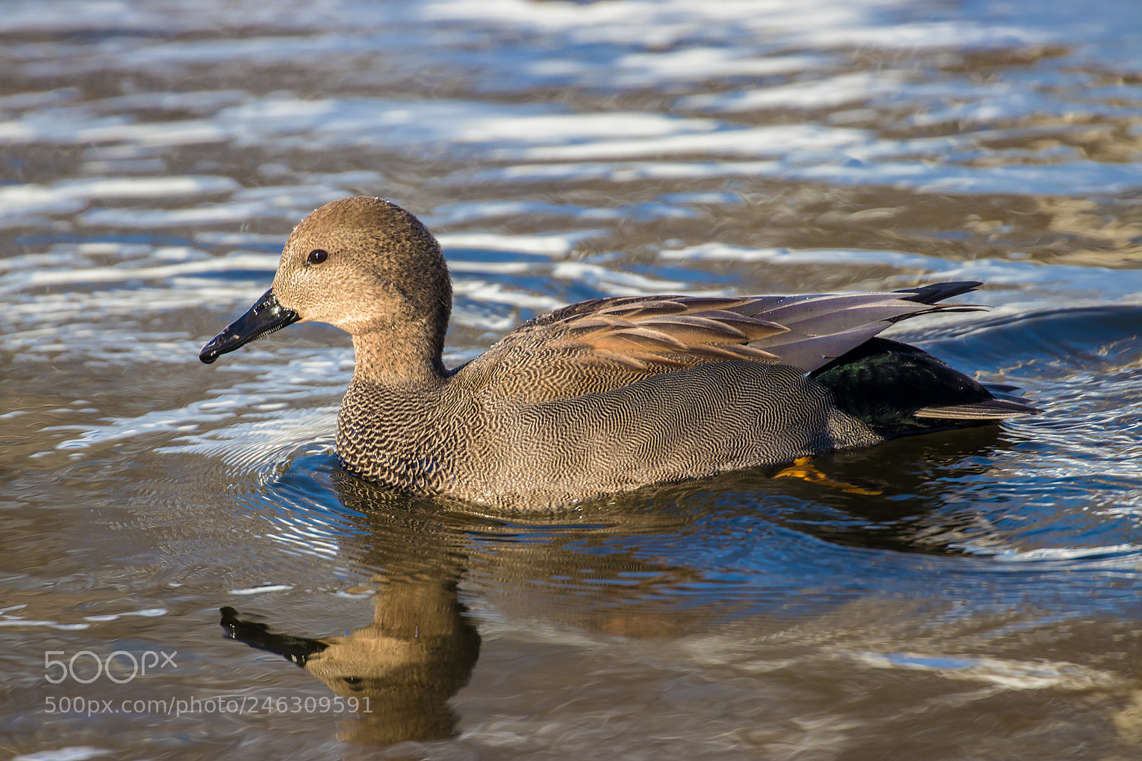 Canon EOS 80D sample photo. Gadwall photography