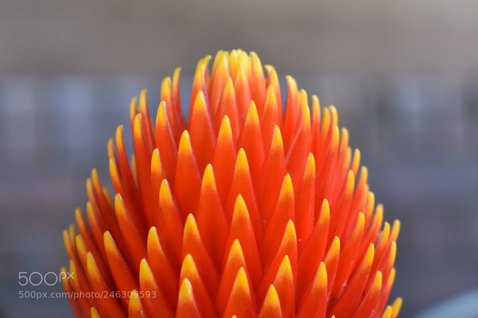 Nikon D3400 sample photo. Beauty tips photography