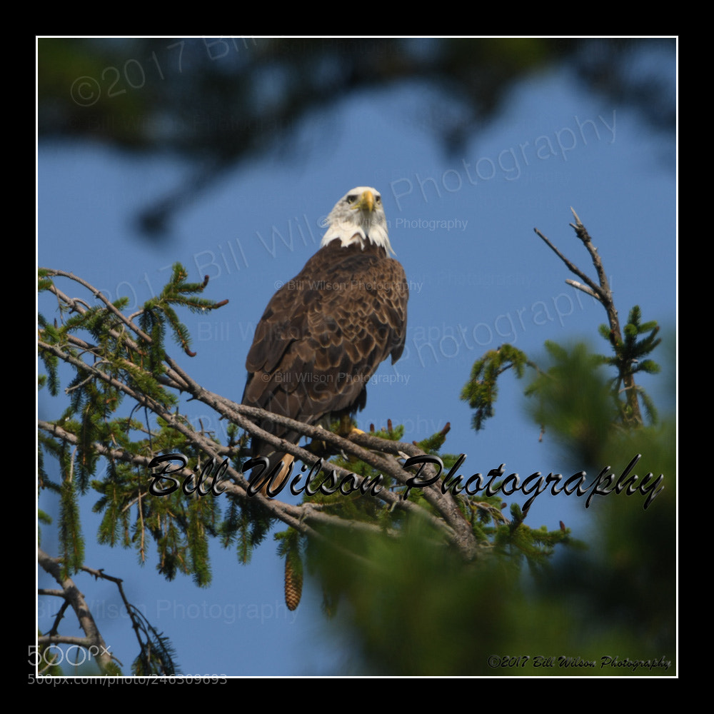 Nikon D500 sample photo. Bald eagle photography