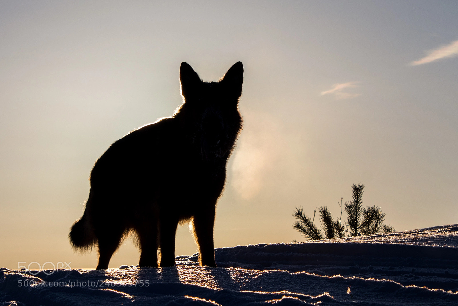 Canon EOS 77D (EOS 9000D / EOS 770D) sample photo. Dog in a sunset photography