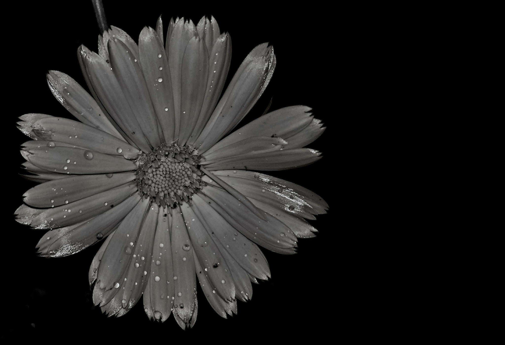 Samsung Galaxy S8 Active sample photo. Silver calendula photography