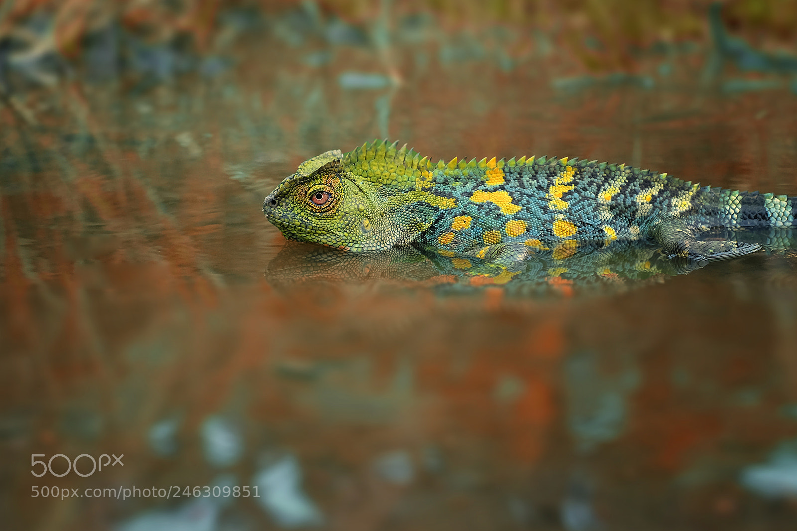 Fujifilm X-T1 sample photo. Dragon forest photography