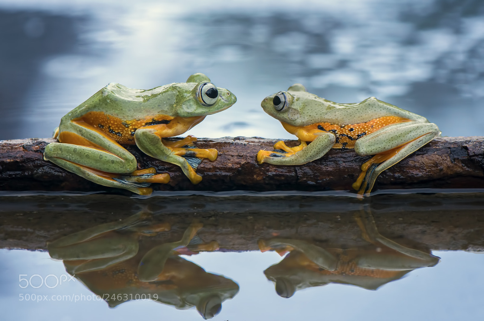 Nikon D90 sample photo. Flying frog wallace photography