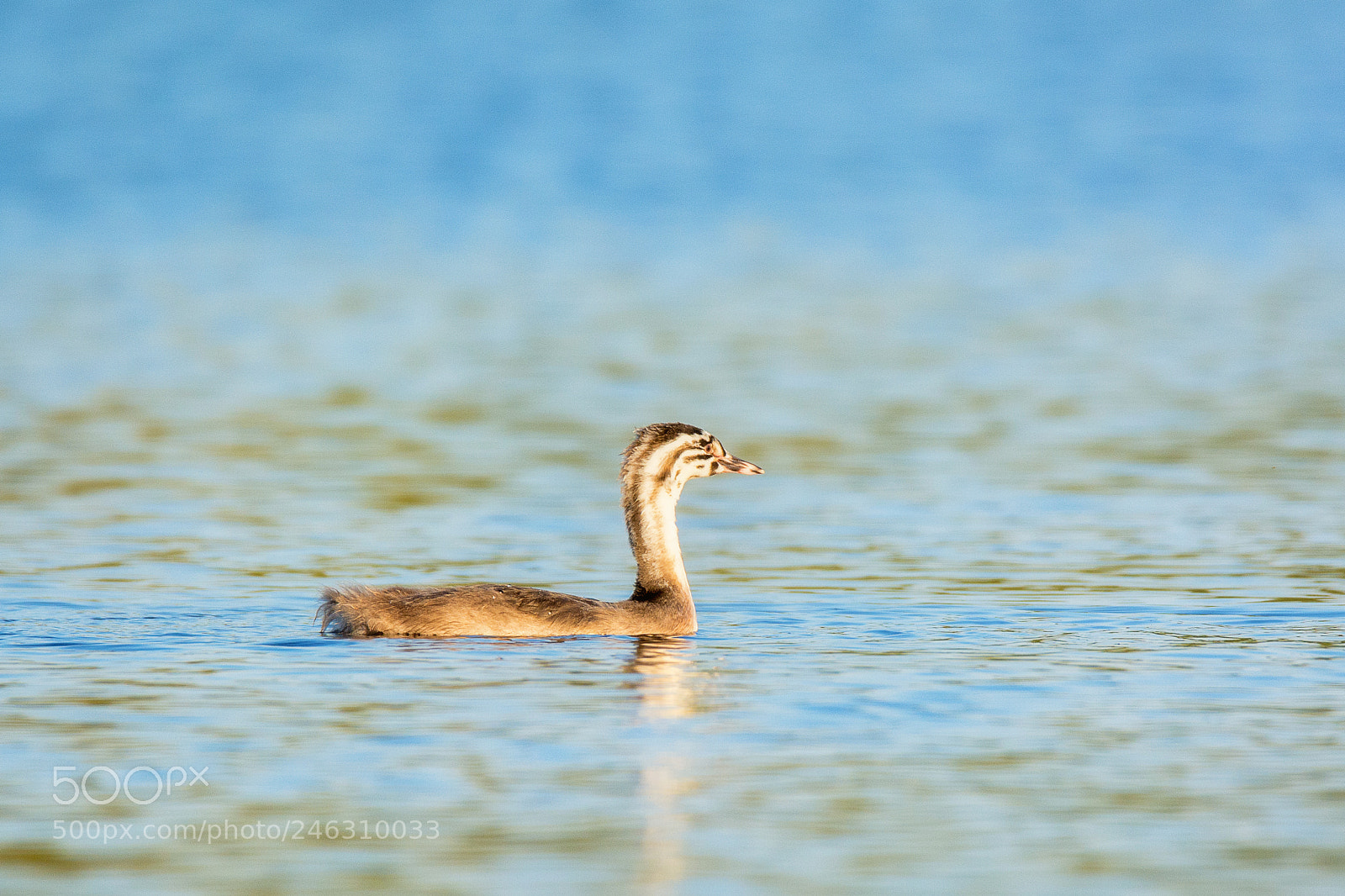 Nikon D7100 sample photo. 849. grebe iii photography