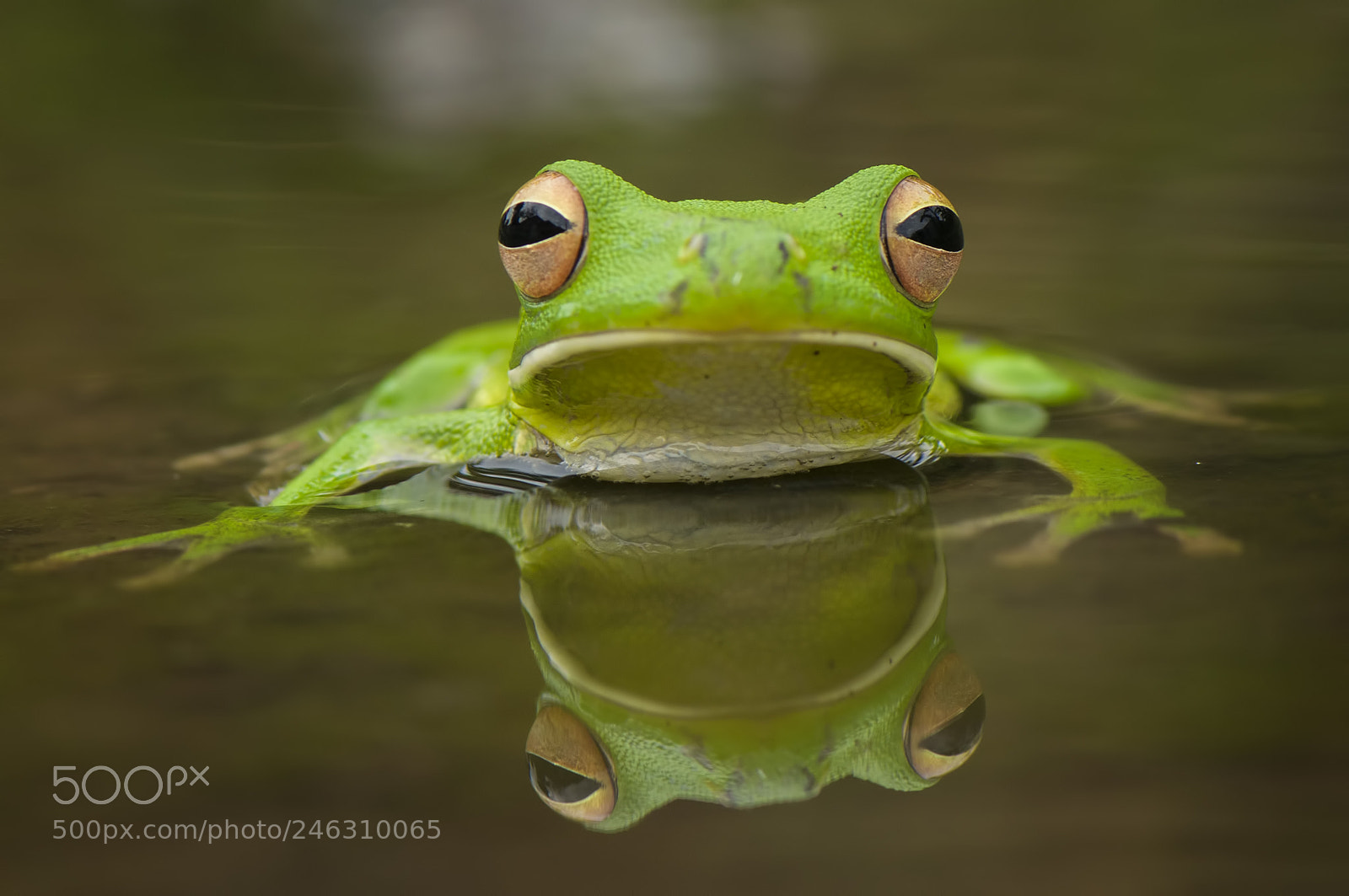 Nikon D90 sample photo. Green tree frog whitelips photography