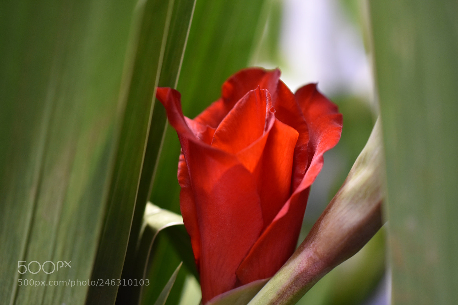 Nikon D3400 sample photo. Why so shy? photography