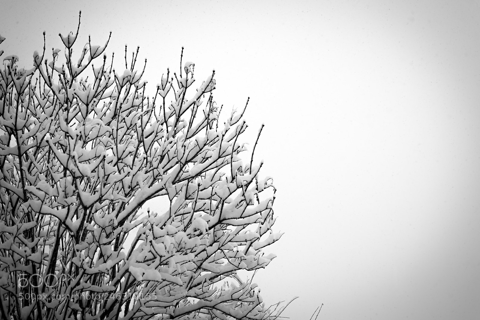 Nikon D610 sample photo. Frozen tree photography