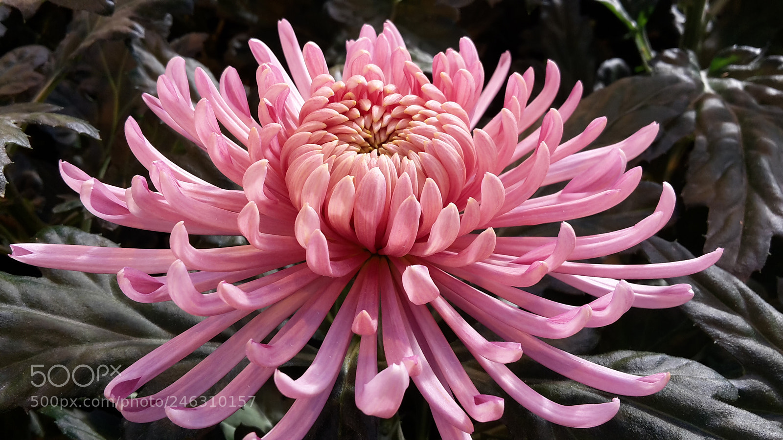 Samsung Galaxy S5 Mini sample photo. Rose flower photography