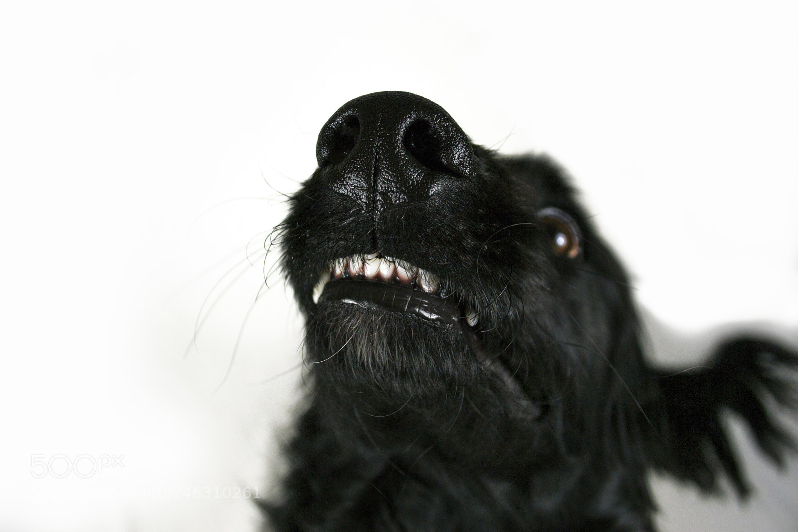 Nikon D3100 sample photo. Say cheese to the photography