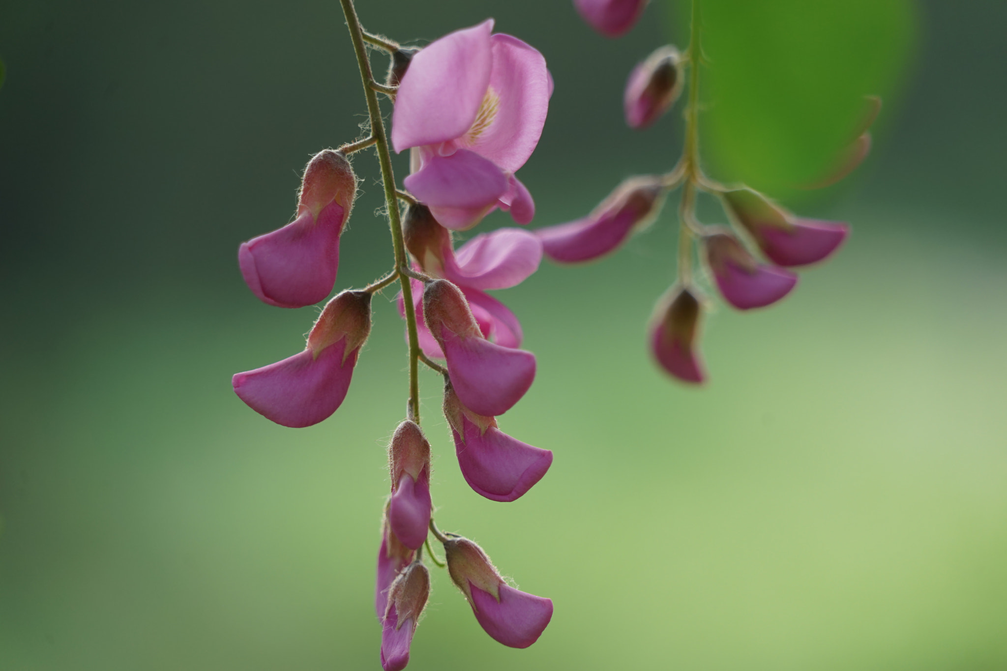 Sony FE 24-240mm F3.5-6.3 OSS sample photo. 紫槐 photography