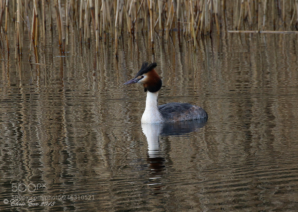 Canon EOS 7D Mark II sample photo. Great crested grebe photography