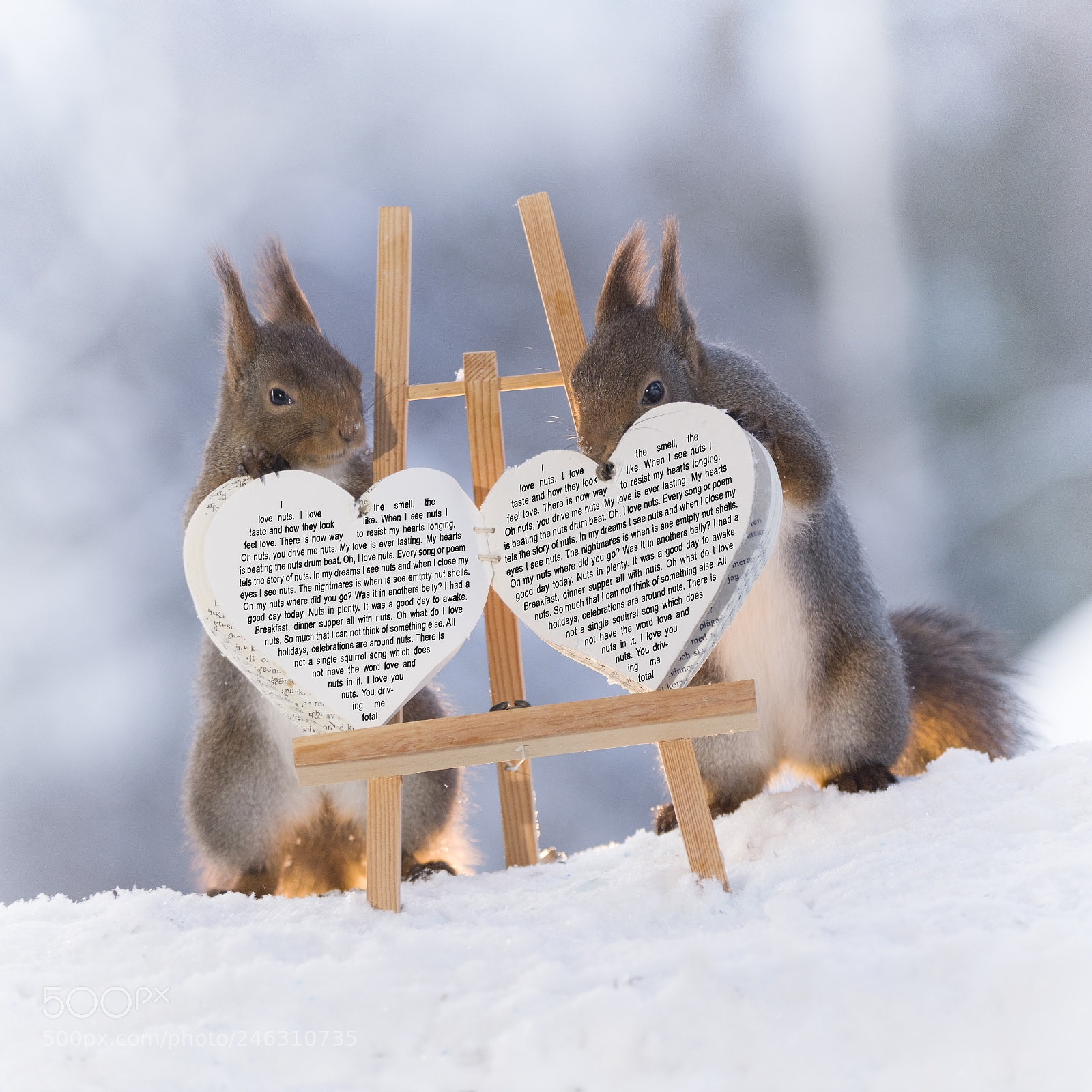 Nikon D810 sample photo. Red squirrels behind book photography