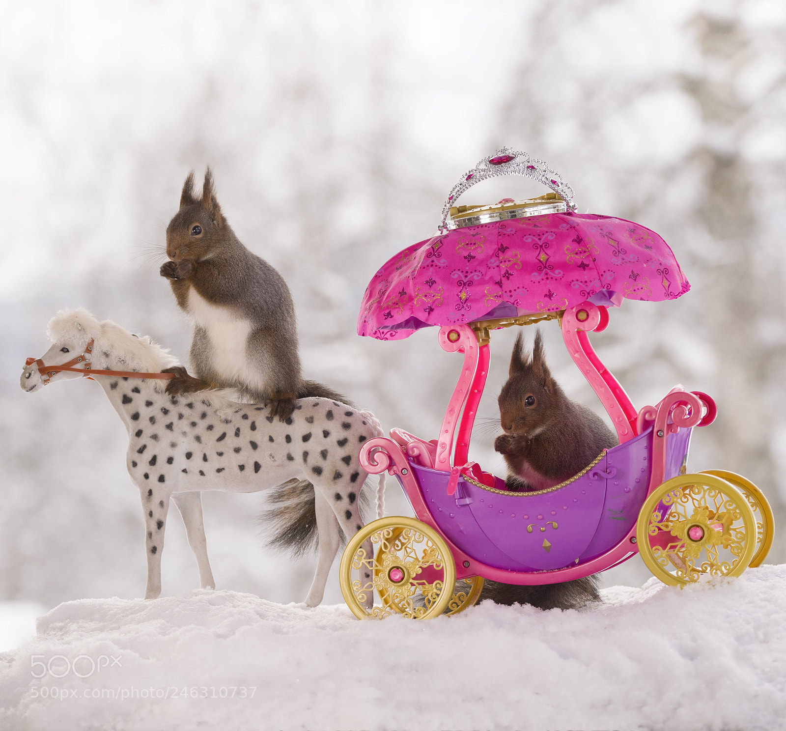 Nikon D810 sample photo. Red squirrels with horse photography