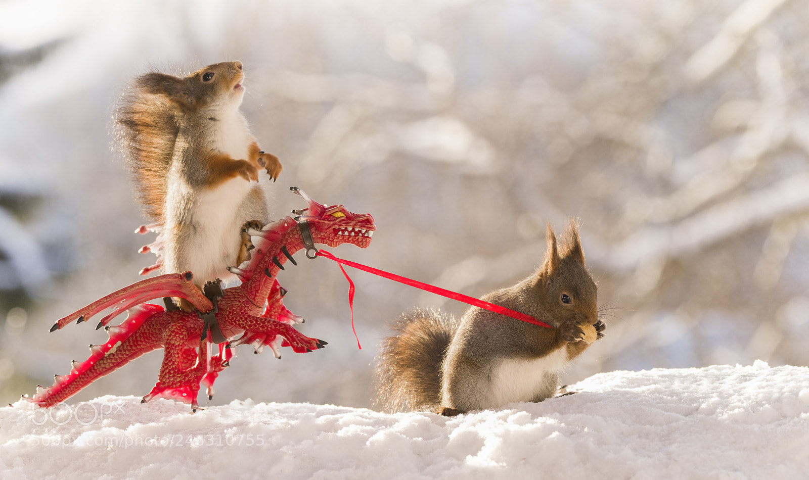 Nikon D810 sample photo. Red squirrels with dragon photography