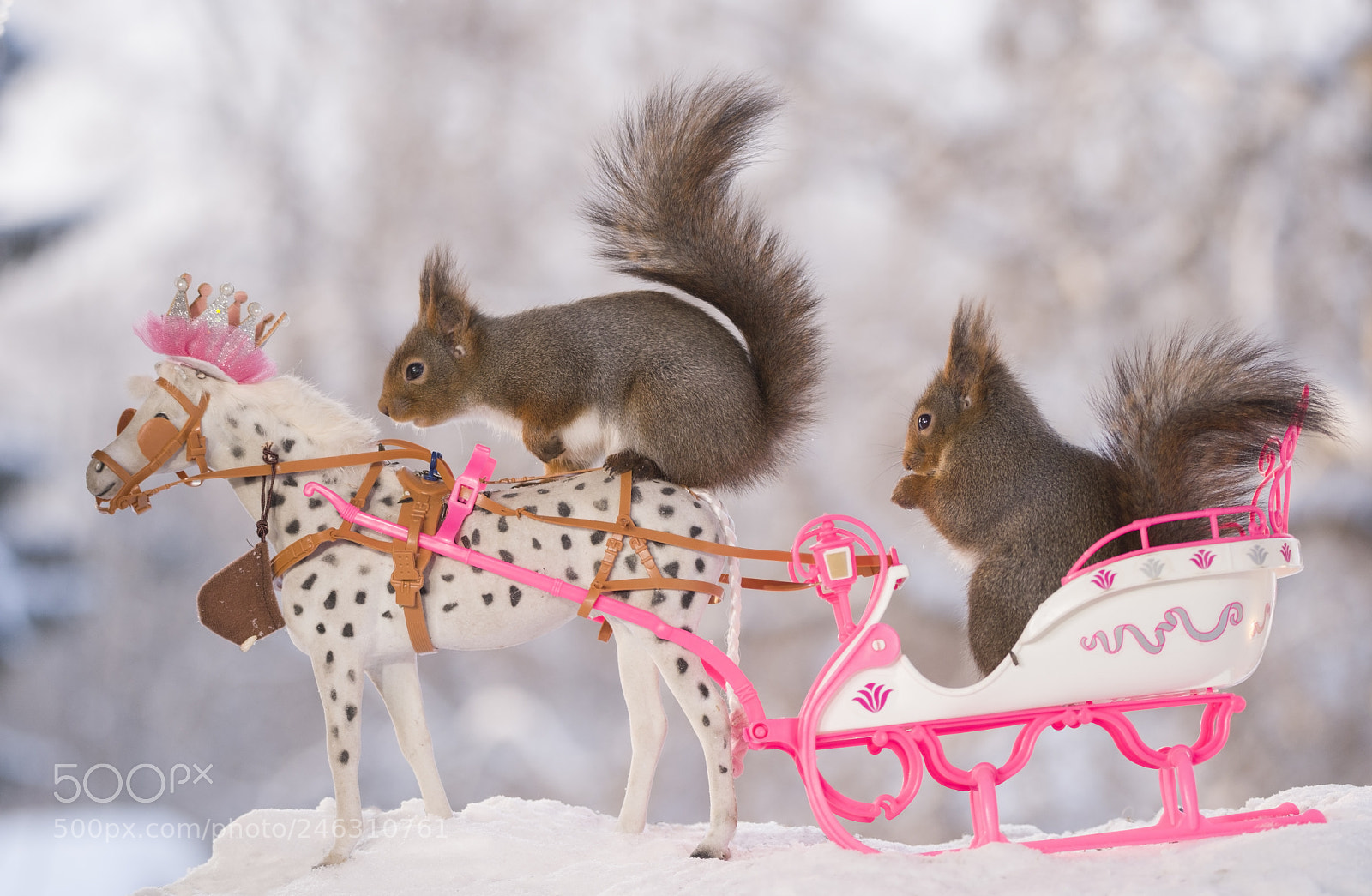 Nikon D810 sample photo. Red squirrels with a photography
