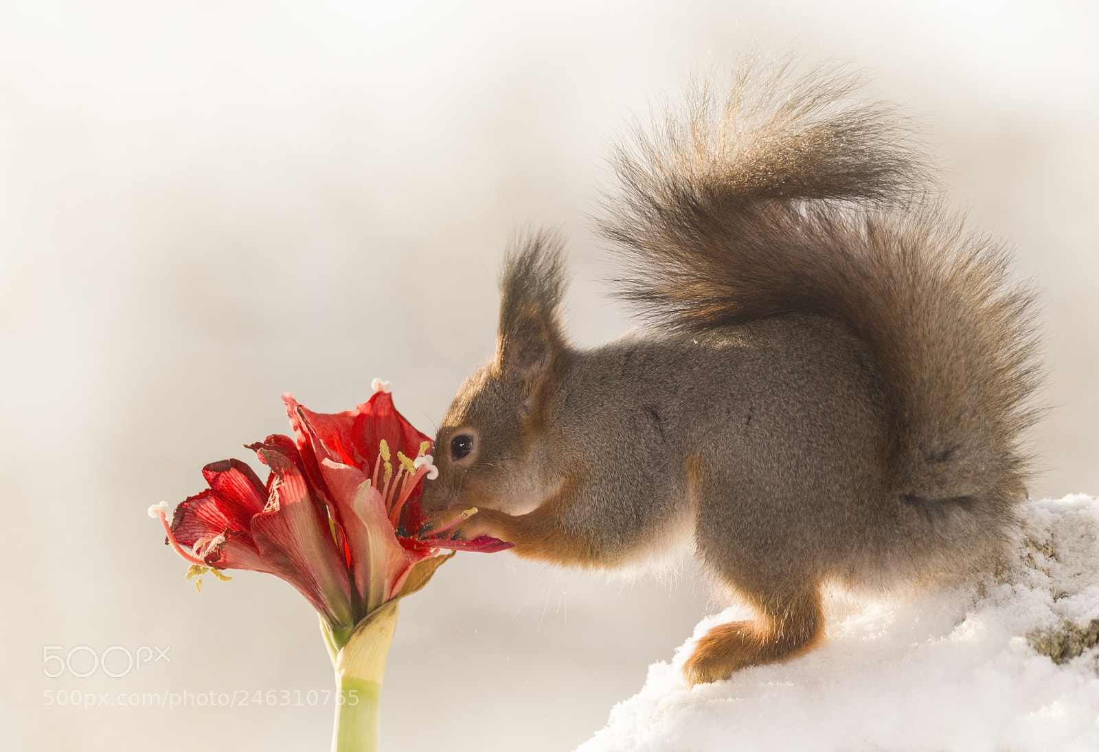 Nikon D810 sample photo. Red squirrel is touching photography