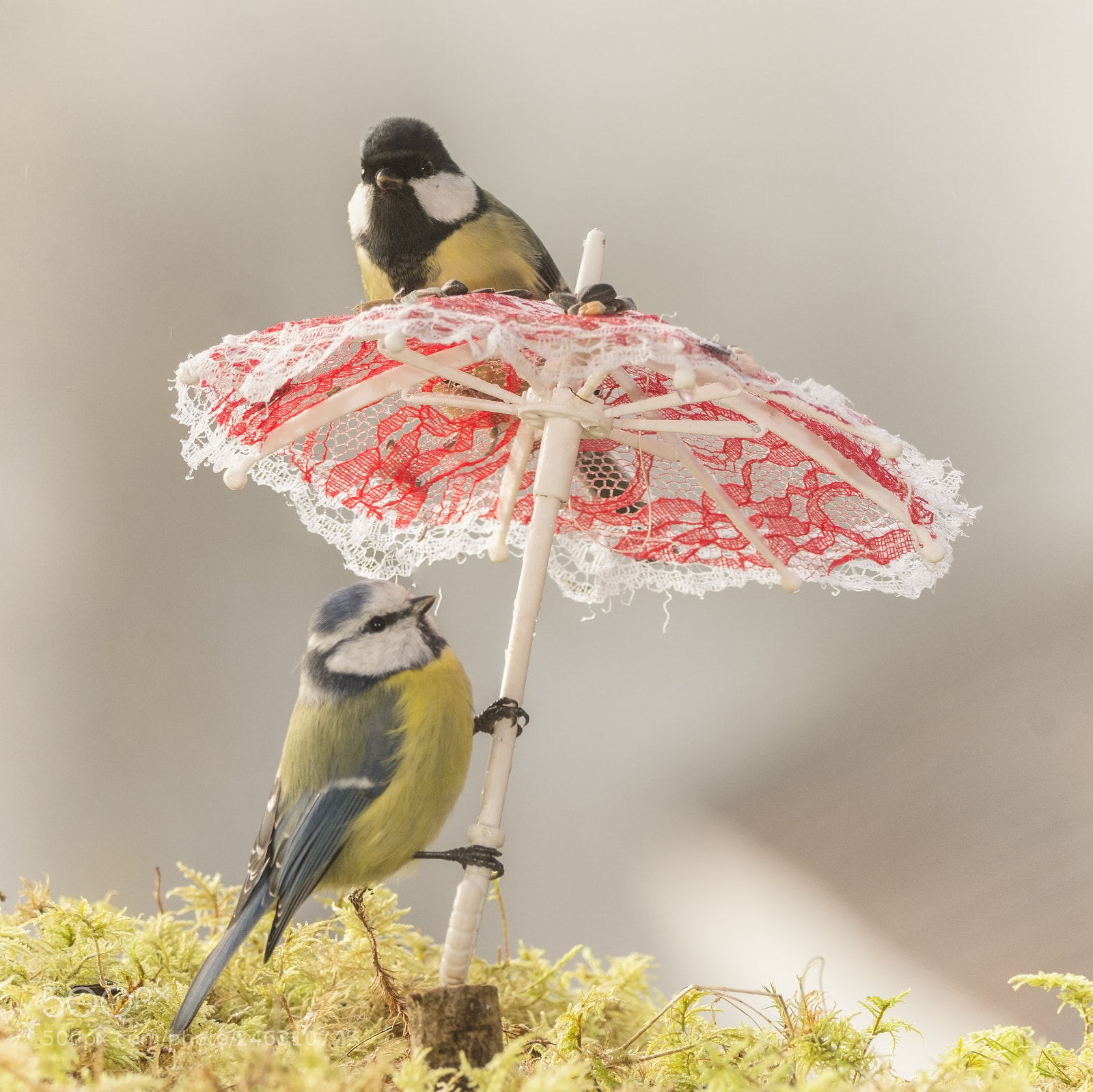 Nikon D7100 sample photo. Great tit and blue photography