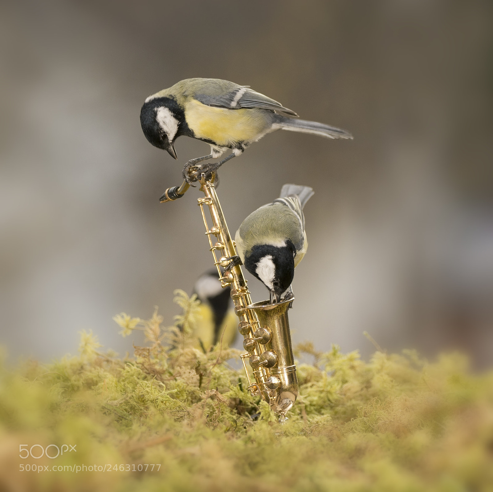 Nikon D7100 sample photo. Two great tit on photography