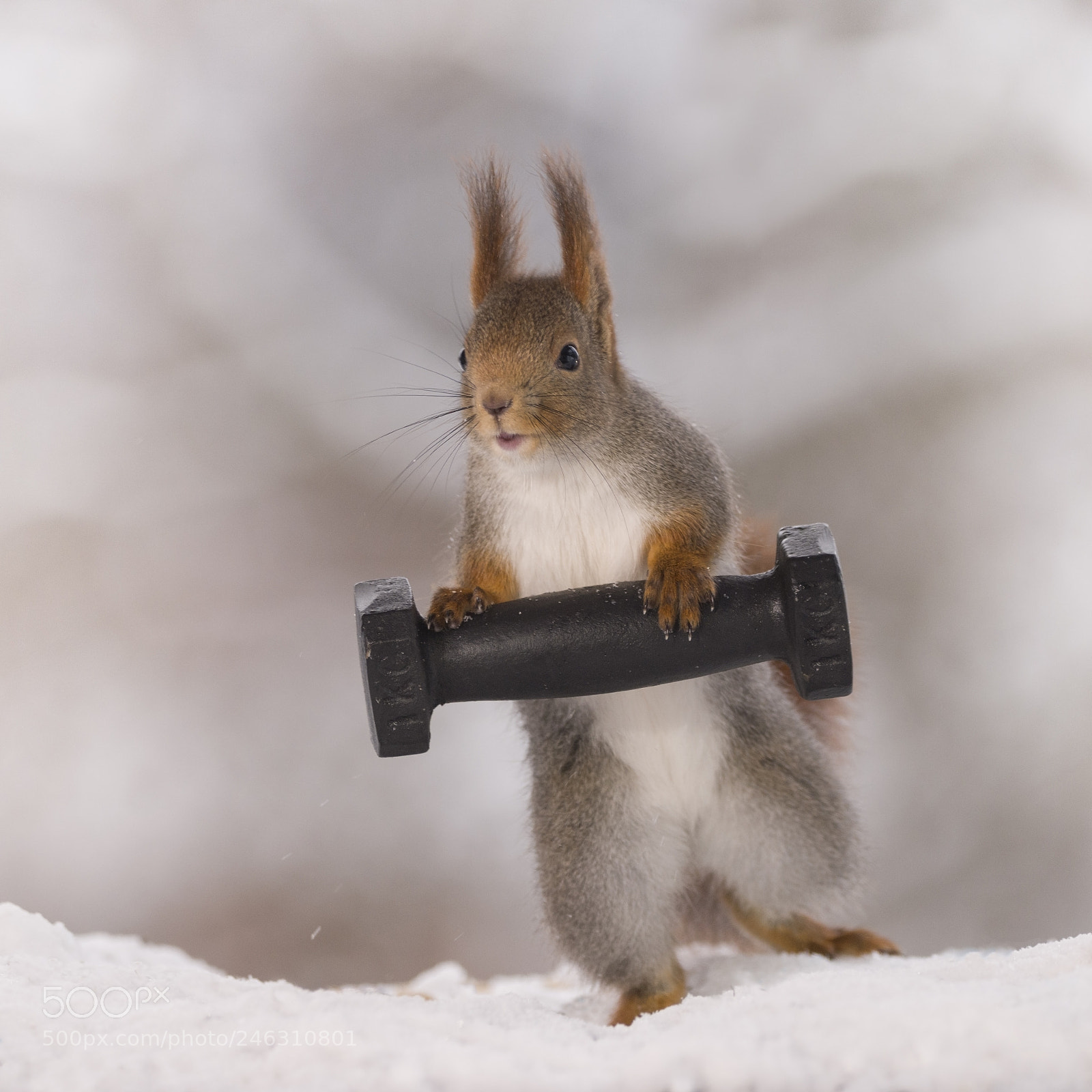 Nikon D810 sample photo. Red squirrel standing in photography