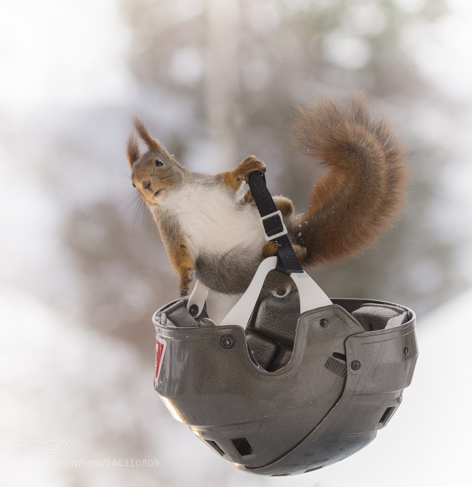 Nikon D810 sample photo. Red squirrel climbing out photography