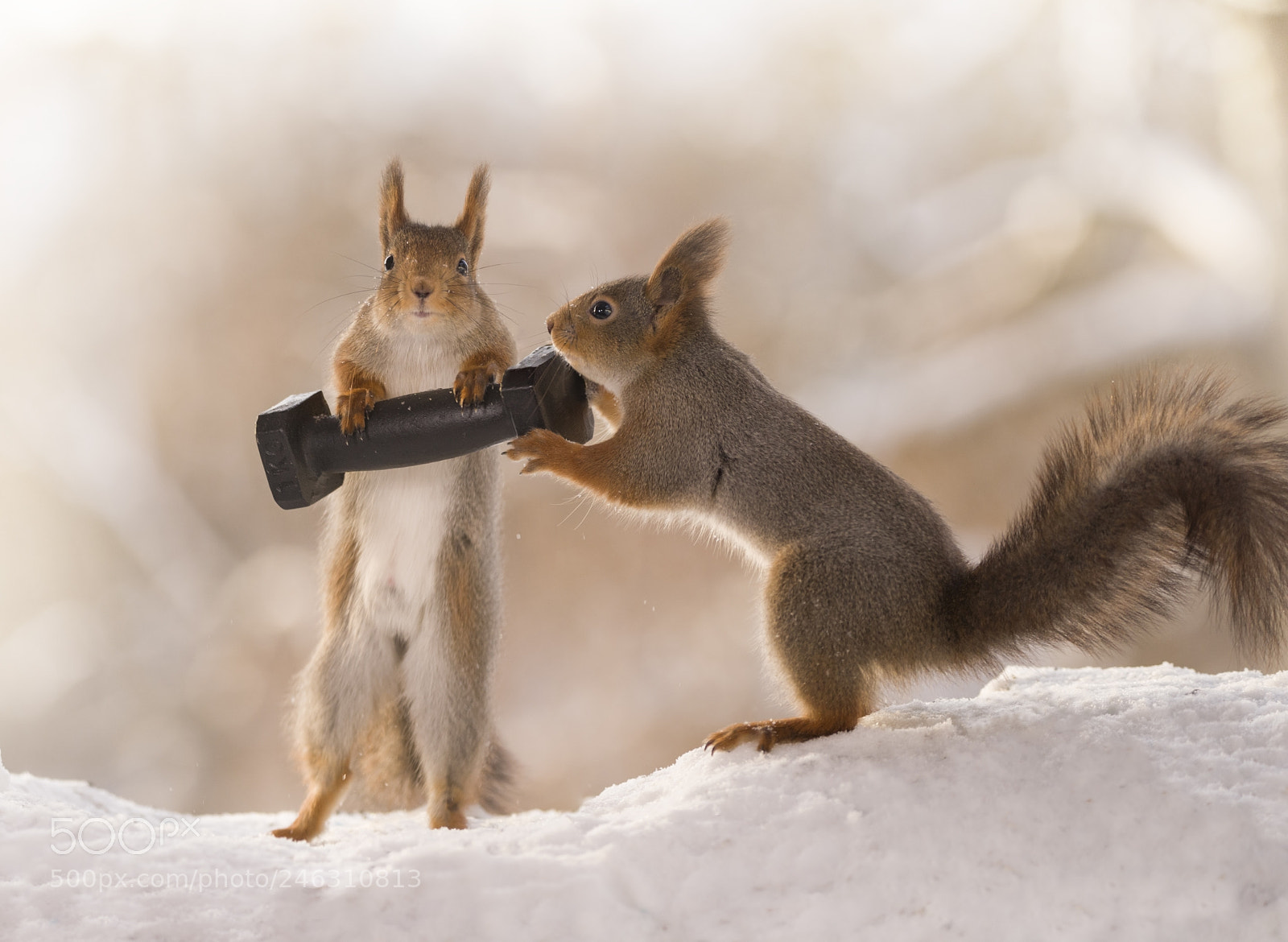 Nikon D810 sample photo. Red squirrels in the photography