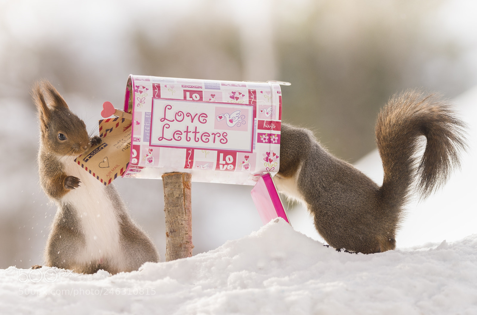 Nikon D810 sample photo. Red squirrels with a photography