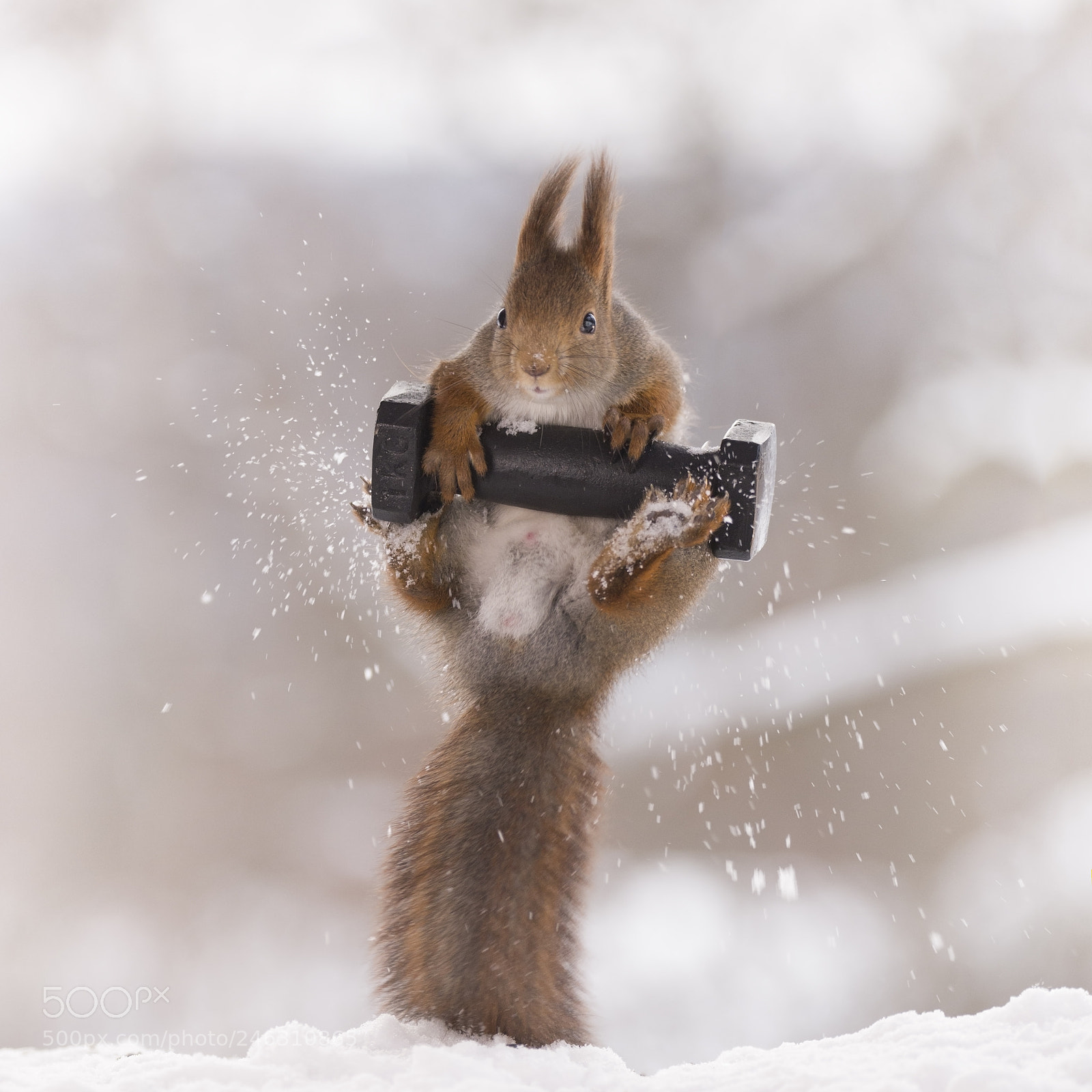 Nikon D810 sample photo. Red squirrel jumping with photography