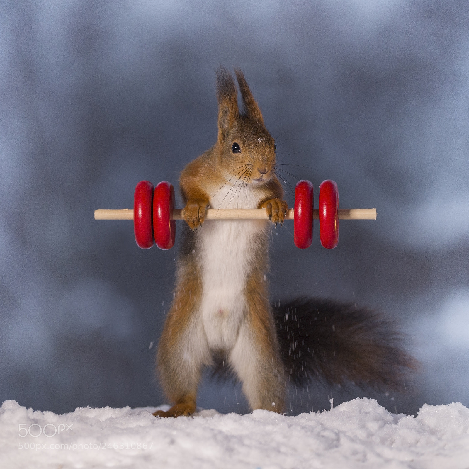 Nikon D810 sample photo. Red squirrel standing in photography