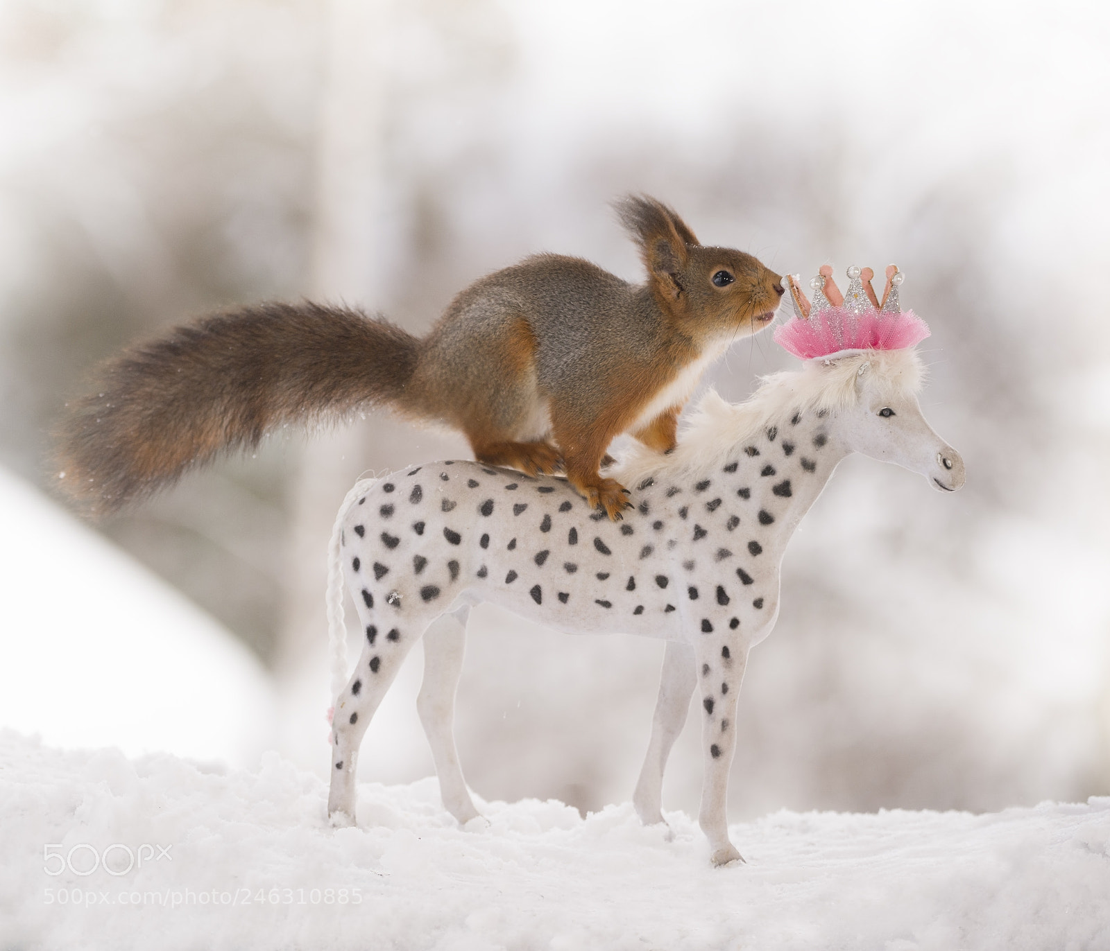 Nikon D810 sample photo. Red squirrel standing on photography