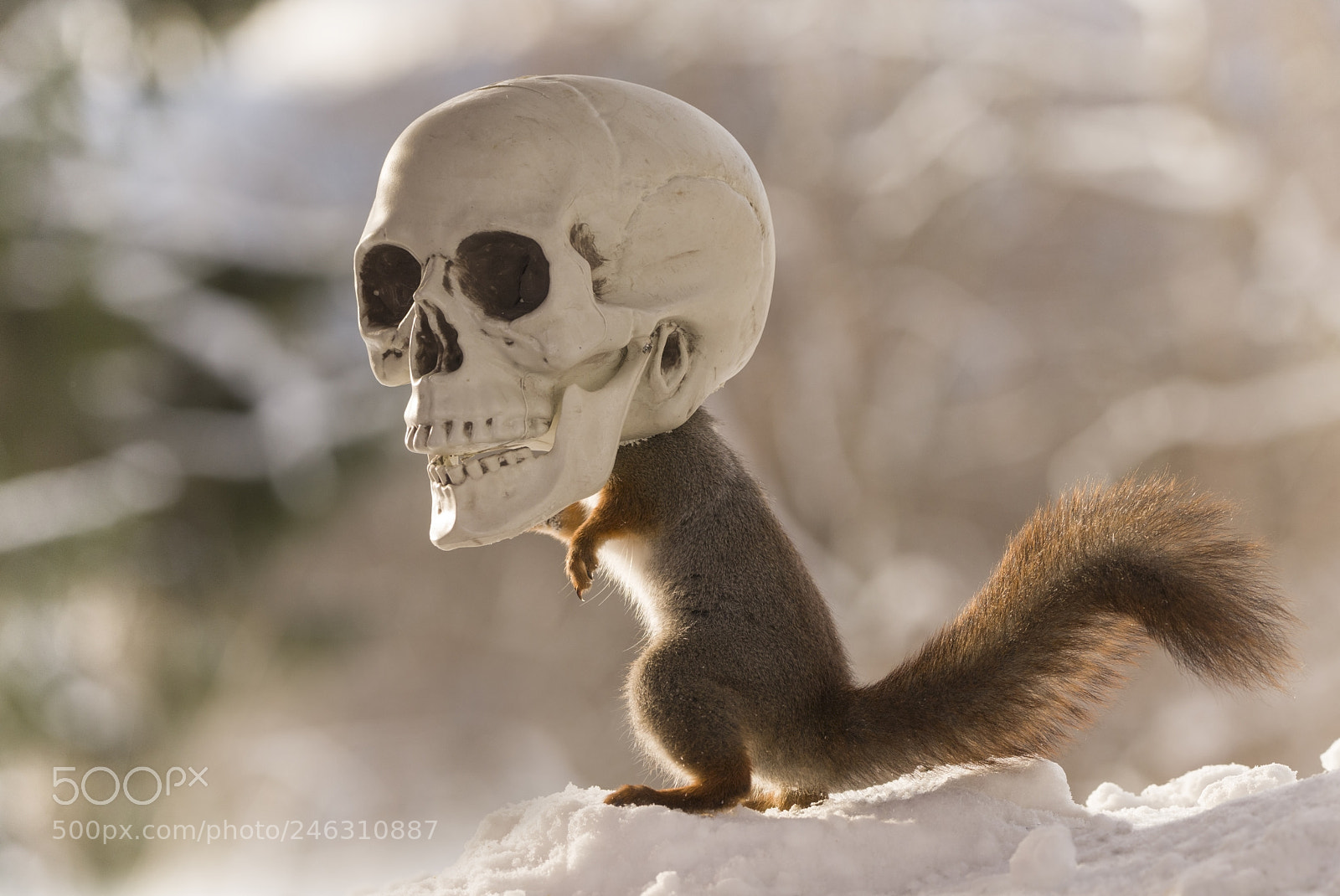 Nikon D810 sample photo. Red squirrel standing in photography